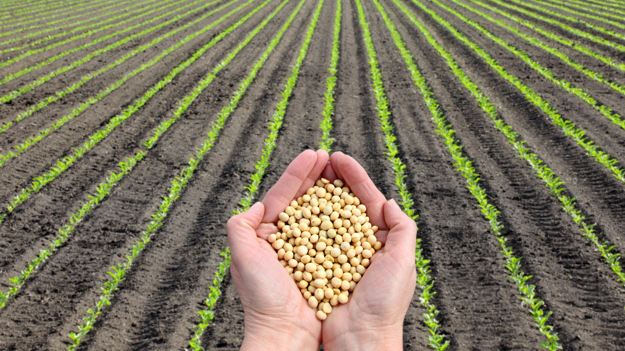 grano de soja, aceite de soja, harina de soja