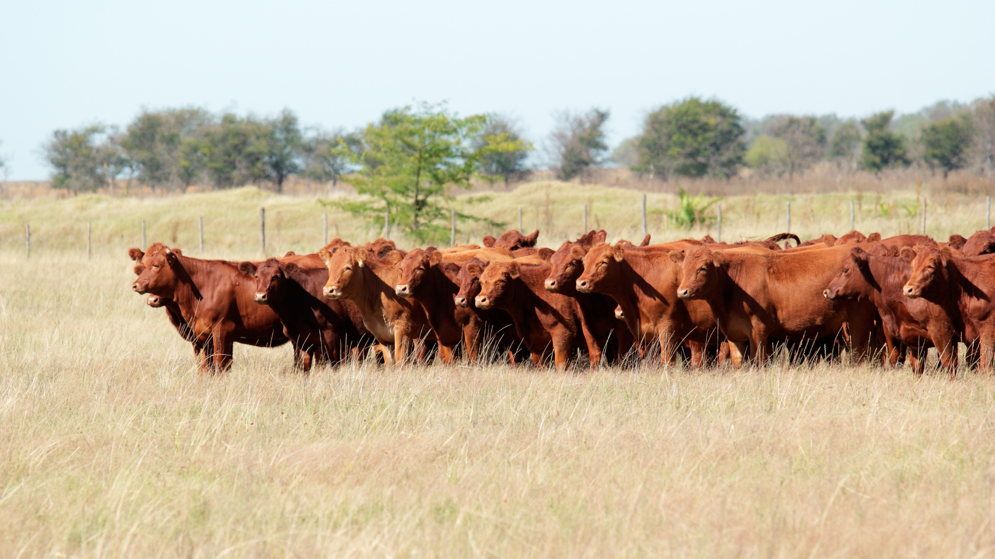 Angus y Hereford. Holando-Argentino. Brangus, Braford, y la raza originaria local, la Criolla Argentina.